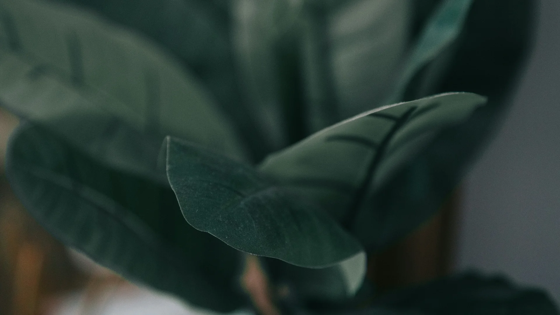 INTERIOS. Dein Interior-Design-Studio. Nahaufnahme von grünen Blättern einer Zimmerpflanze