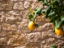 INTERIOS. Dein Interior-Design-Studio. Zitrone hängt an einem Ast vor Steinmauer